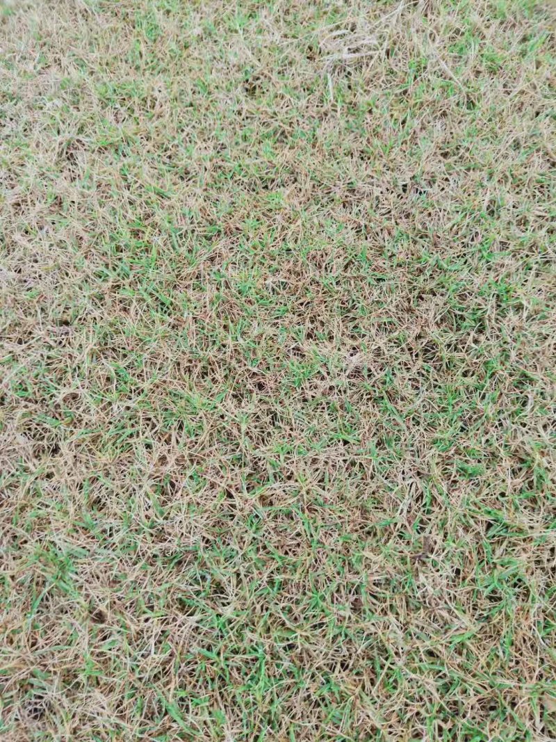 草坪草皮绿化草坪批发百慕大草台湾二号马尼拉草混播草
