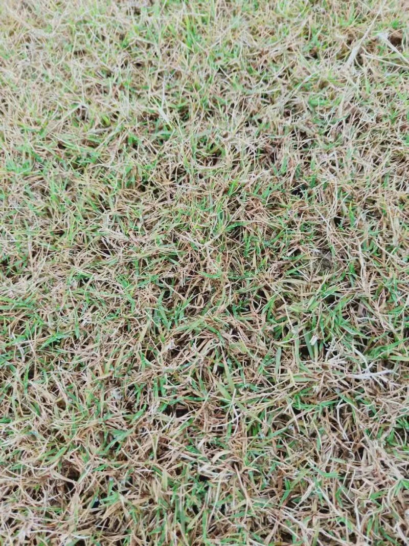 草坪草皮绿化草坪批发百慕大草台湾二号马尼拉草混播草