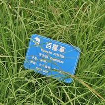 百喜草种子道路堤坝水土保持牧草草籽护坡绿化草坪