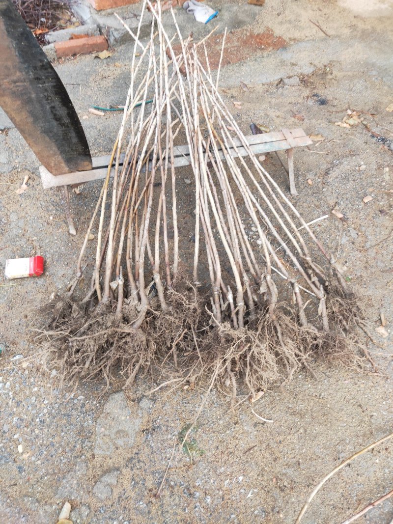 樱桃树苗2年苗当年结果有好货支持拿样齐早大樱桃