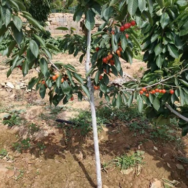 樱桃树苗2年苗当年结果有好货支持拿样齐早大樱桃