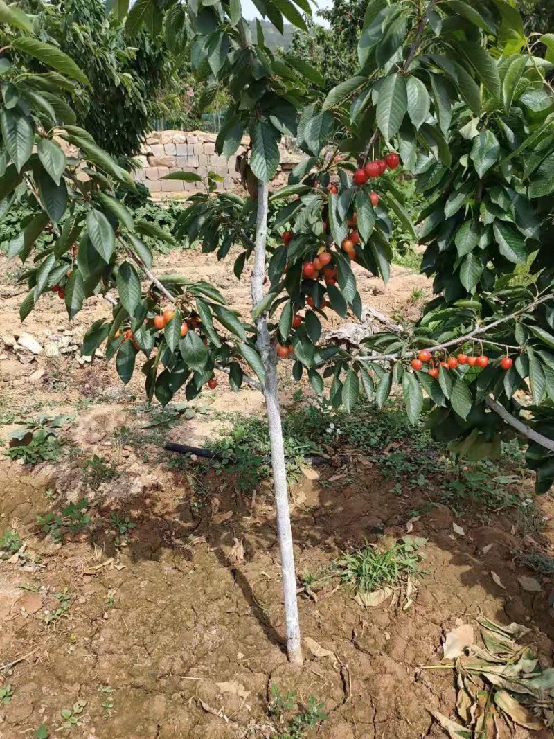 樱桃树苗2年苗当年结果有好货支持拿样齐早大樱桃