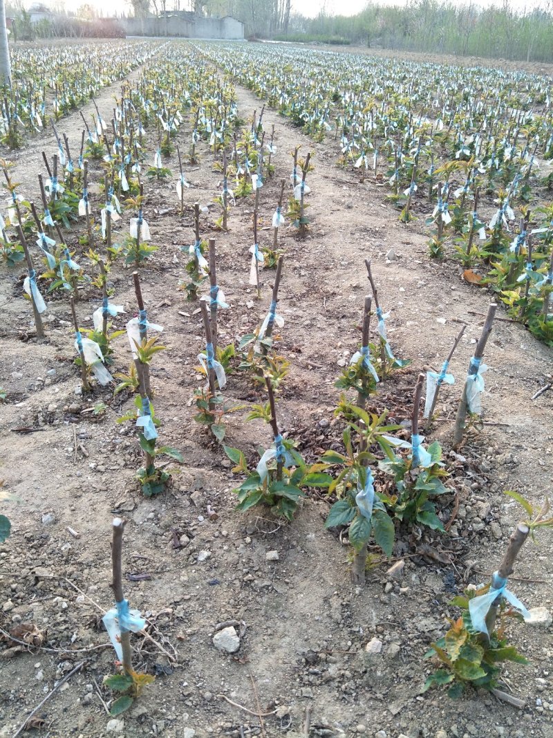 樱桃树苗2年苗当年结果有好货支持拿样齐早大樱桃