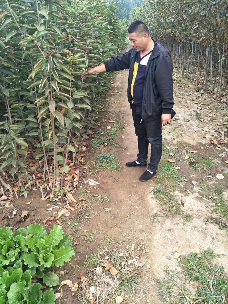 樱桃树苗2年苗当年结果有好货支持拿样齐早大樱桃