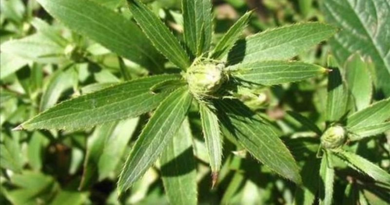 新鲜北仓术苍术籽出售一一