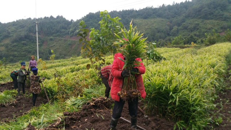 脱毒白姜仔姜—2018大凉山普格高山健康新基地