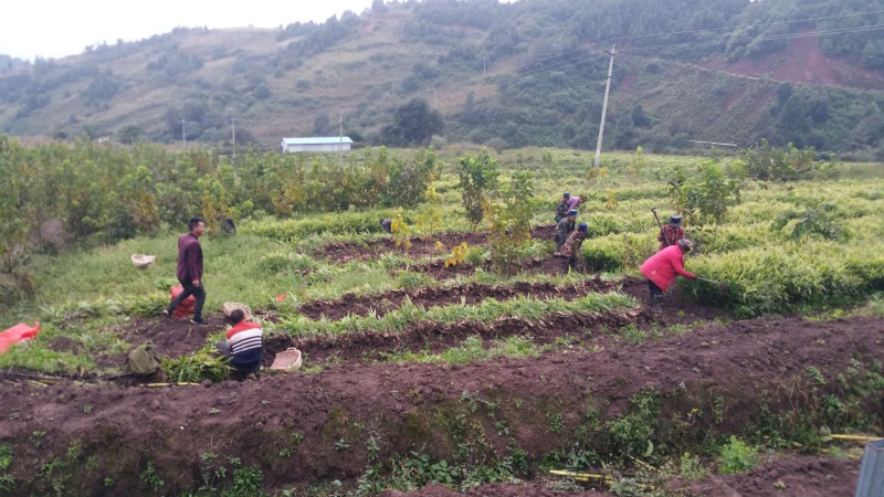 脱毒白姜仔姜—2018大凉山普格高山健康新基地