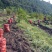 脱毒白姜仔姜—2018大凉山普格高山健康新基地