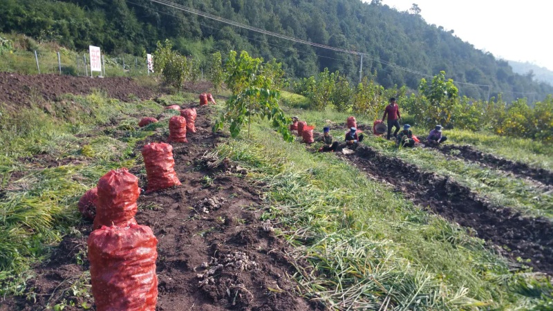 脱毒白姜仔姜—2018大凉山普格高山健康新基地