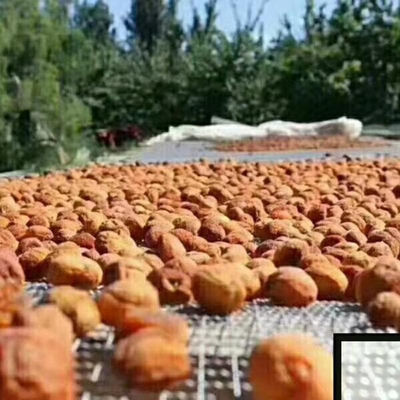 新疆阿克苏四团吊杆杏，特级，1斤/袋，2斤起发货，包邮
