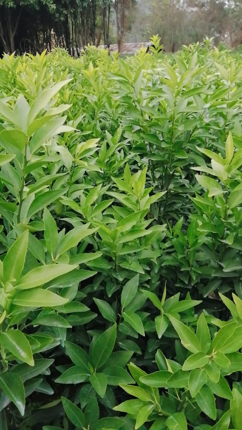 沃柑苗，纯度百分之九十五，优良品种，无病