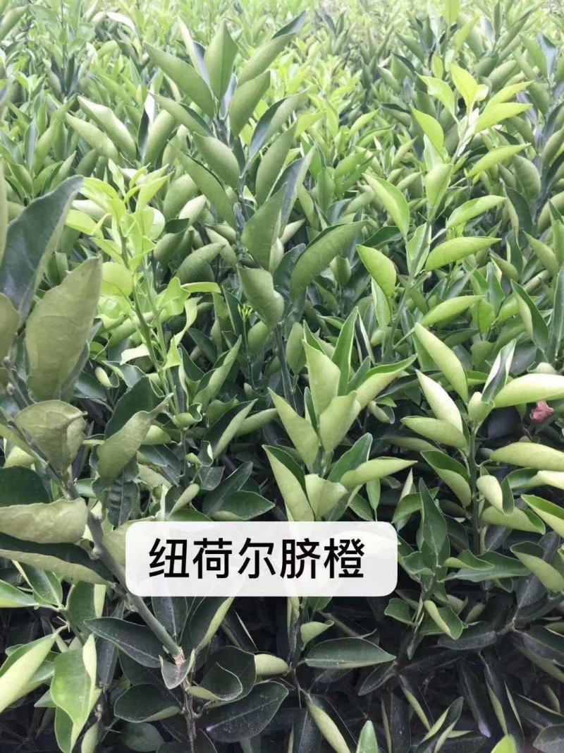 纽荷尔脐橙苗