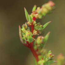 沙米种子沙米净籽登相子沙蓬米沙米转刀面凉粉荒漠饲料骆驼