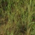 沙米种子沙米净籽登相子沙蓬米沙米转刀面凉粉荒漠饲料骆驼