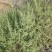 沙米种子沙米净籽登相子沙蓬米沙米转刀面凉粉荒漠饲料骆驼