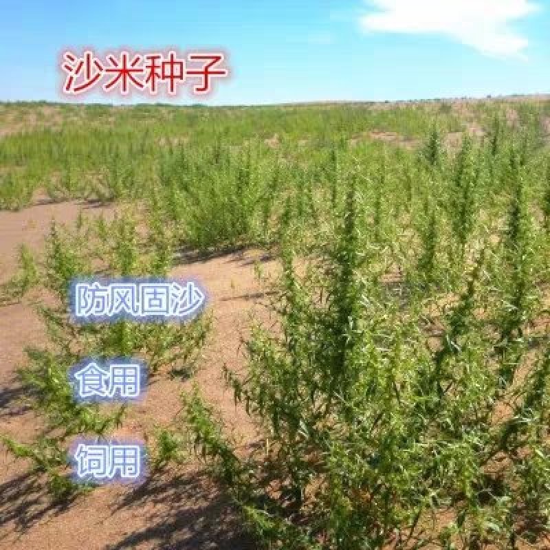 沙米种子沙米净籽登相子沙蓬米沙米转刀面凉粉荒漠饲料骆驼