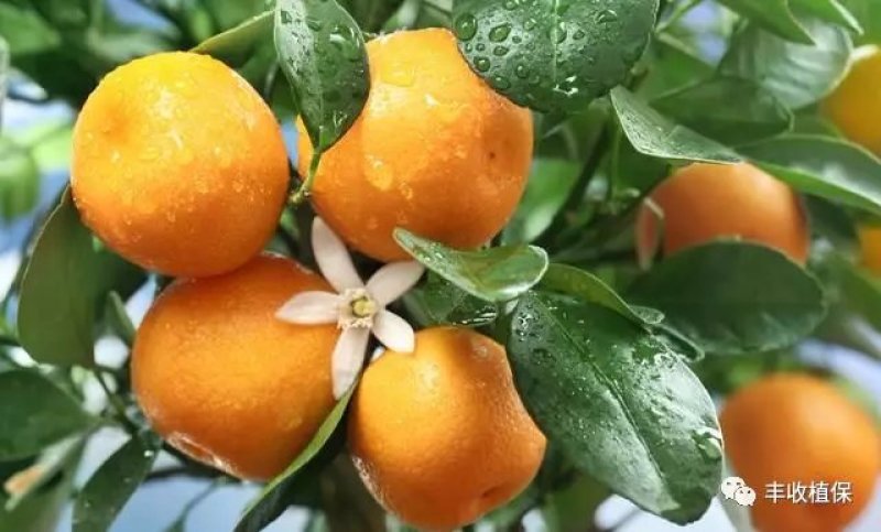 夏橙苗