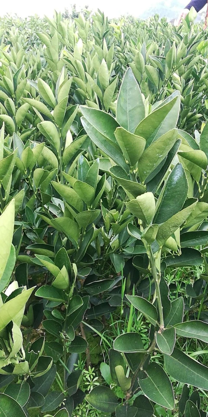 夏橙苗