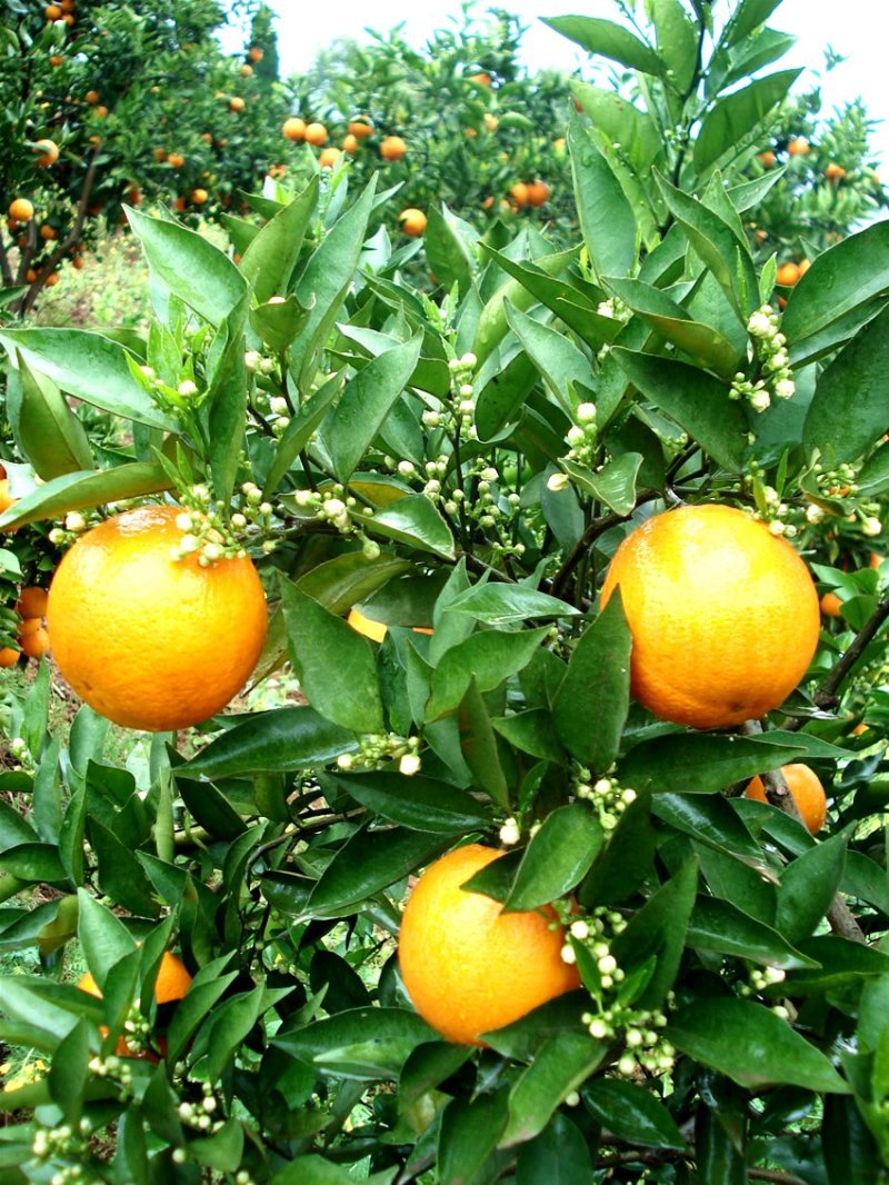 夏橙苗