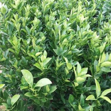夏橙苗