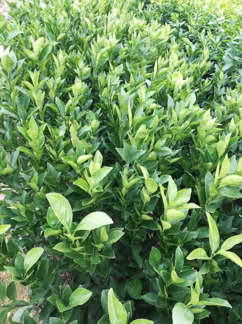 夏橙苗