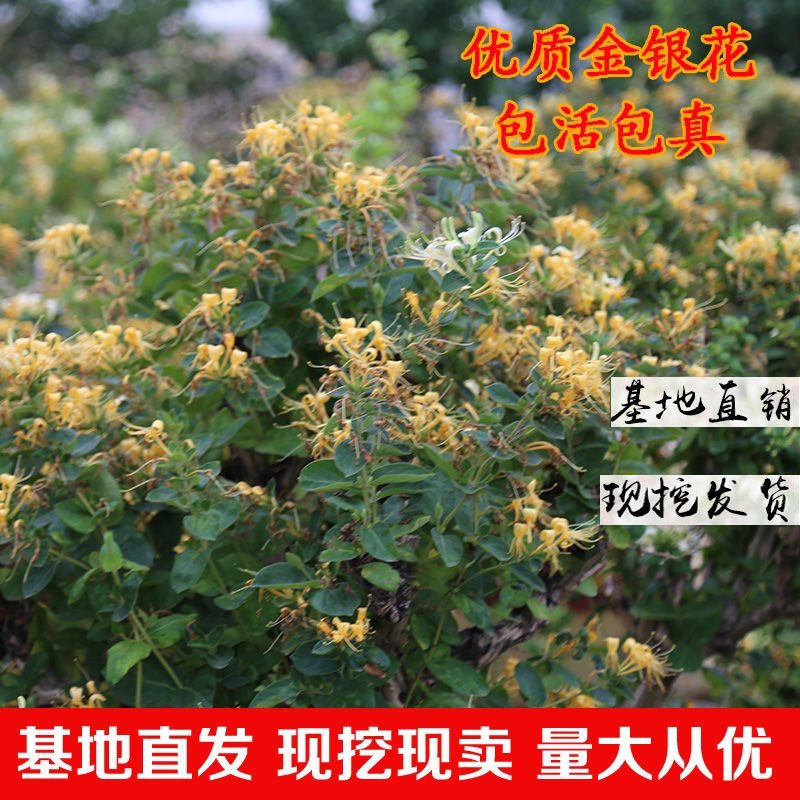 金银花盆景盆栽树桩老桩盆景室内四季绿植野生树桩苗木红色