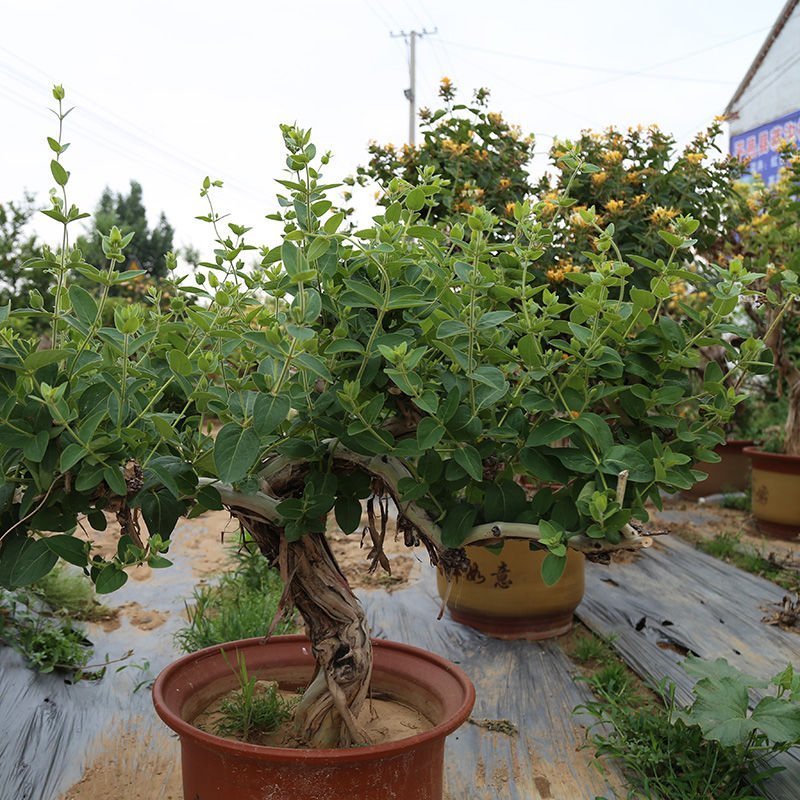 金银花盆景盆栽树桩老桩盆景室内四季绿植野生树桩苗木红色