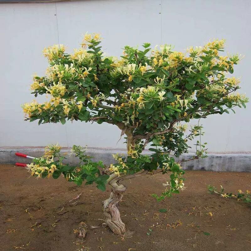 金银花盆景盆栽树桩老桩盆景室内四季绿植野生树桩苗木红色