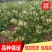 金银花盆景盆栽树桩老桩盆景室内四季绿植野生树桩苗木红色