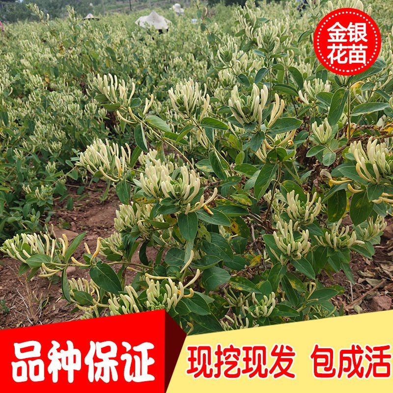 金银花盆景盆栽树桩老桩盆景室内四季绿植野生树桩苗木红色