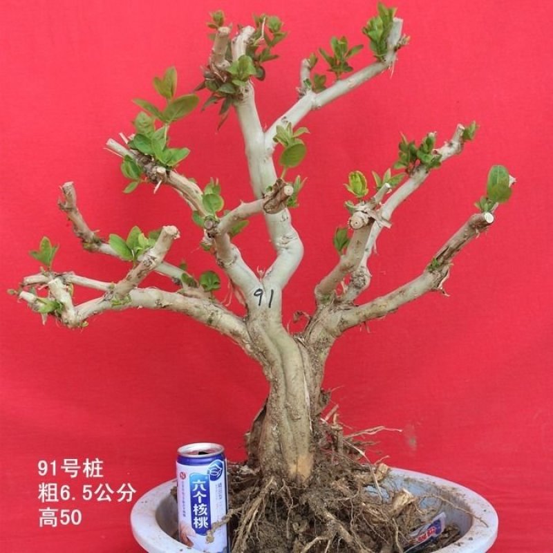 金银花盆景盆栽树桩老桩盆景室内四季绿植野生树桩苗木红色