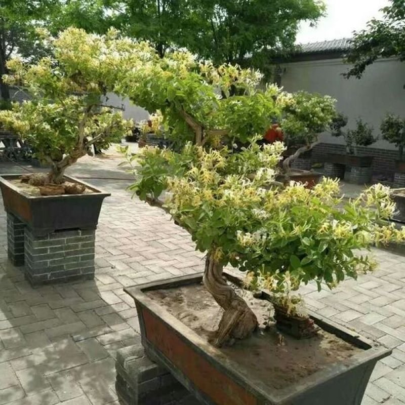 金银花盆景盆栽树桩老桩盆景室内四季绿植野生树桩苗木红色