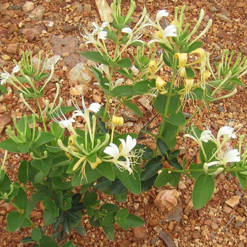 金银花盆景盆栽树桩老桩盆景室内四季绿植野生树桩苗木红色