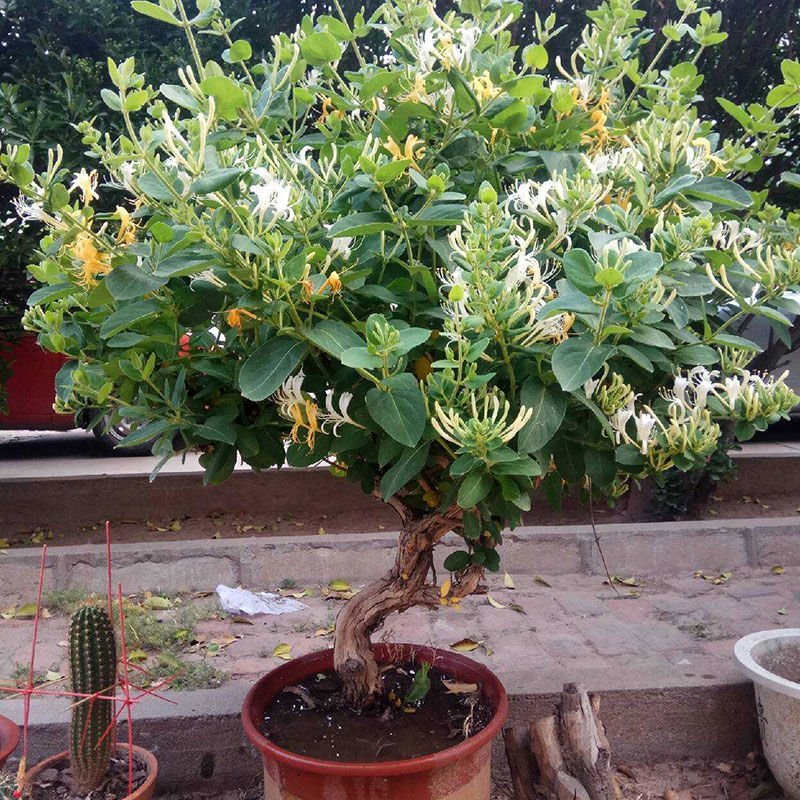 金银花盆景盆栽树桩老桩盆景室内四季绿植野生树桩苗木红色