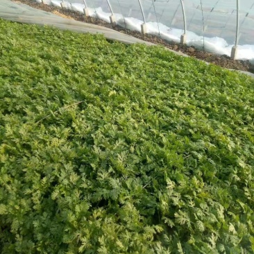 精品茼蒿菜皇帝菜现釆现装车保证新鲜度，产地一手货源