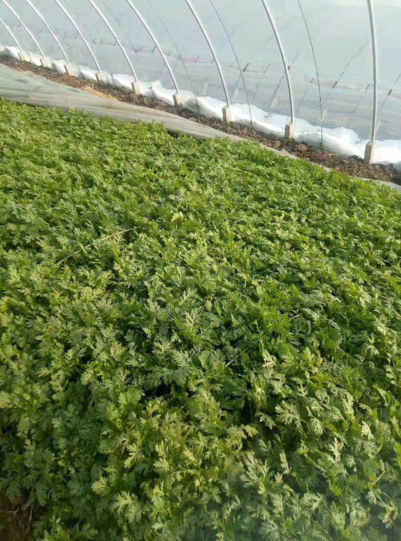 精品茼蒿菜皇帝菜现釆现装车保证新鲜度，产地一手货源