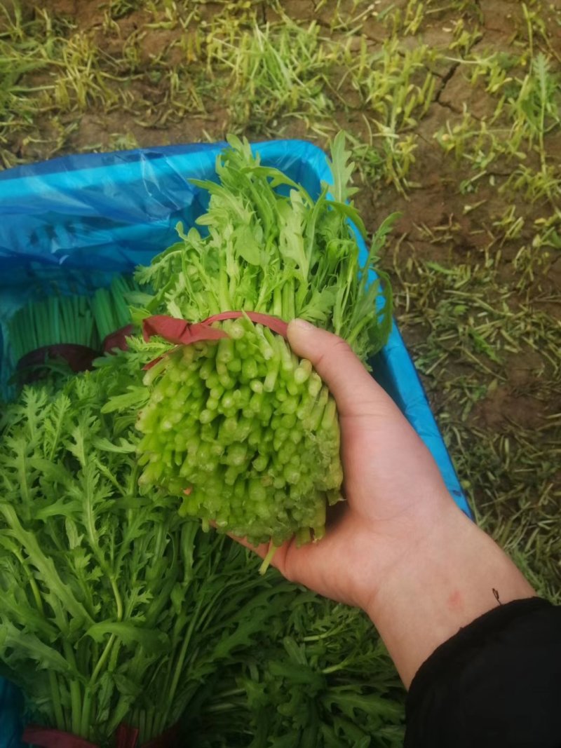 精品茼蒿菜皇帝菜现釆现装车保证新鲜度，产地一手货源