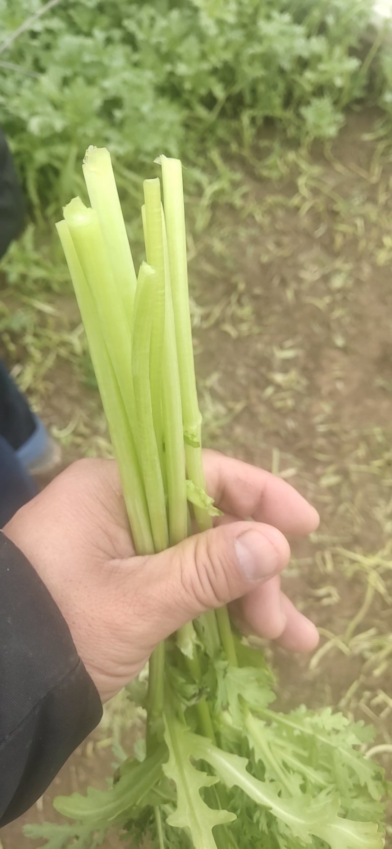 精品茼蒿菜皇帝菜现釆现装车保证新鲜度，产地一手货源