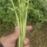 精品茼蒿菜皇帝菜现釆现装车保证新鲜度，产地一手货源