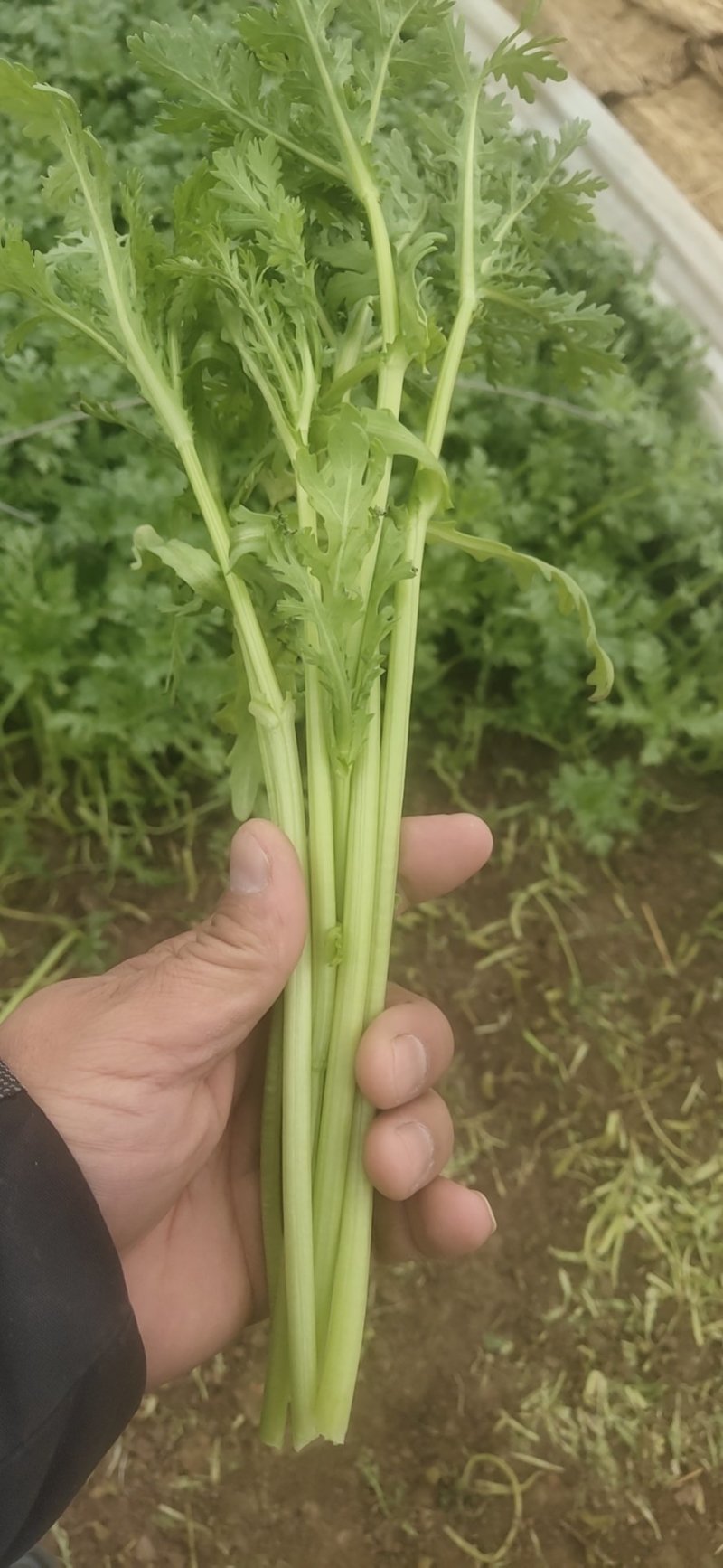 精品茼蒿菜皇帝菜现釆现装车保证新鲜度，产地一手货源
