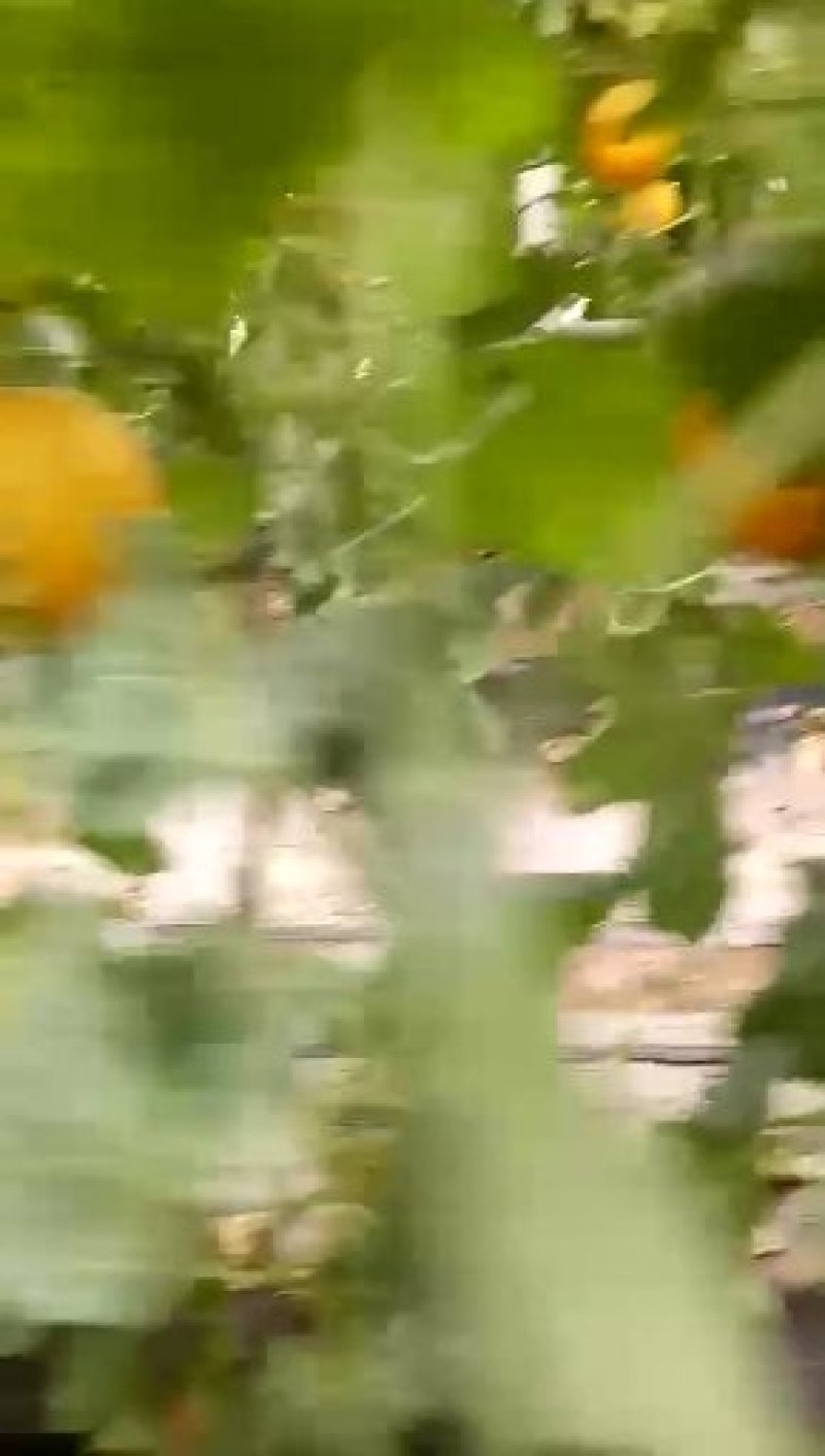 久红瑞甜瓜黄皮瓜红瓜大量供应实力代办社区团购一件代发