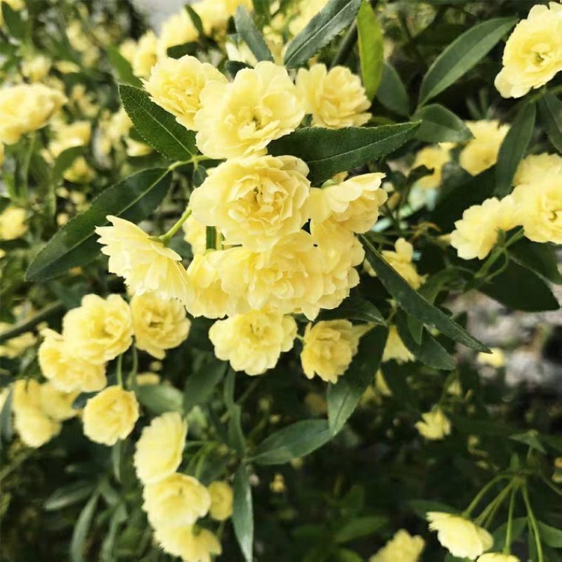 木香花苗攀爬藤植物庭院四季木香浓香型黄红色木香七里香花卉