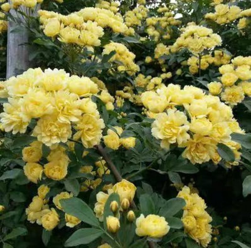 木香花苗攀爬藤植物庭院四季木香浓香型黄红色木香七里香花卉