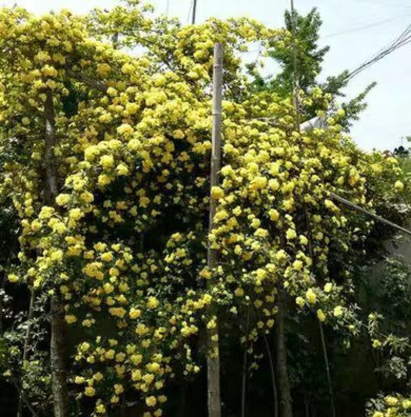 木香花苗攀爬藤植物庭院四季木香浓香型黄红色木香七里香花卉