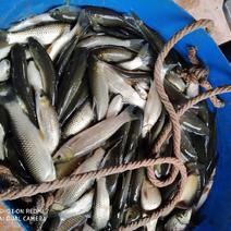 长期供应大小水库草鱼，保质保量，欢迎订购。