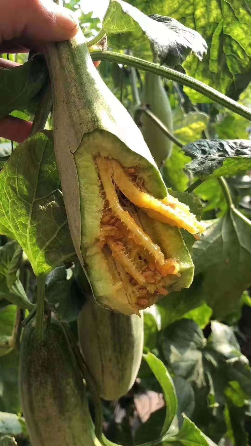 大棚甜瓜山东甜瓜羊角蜜甜瓜微商电商大量供应