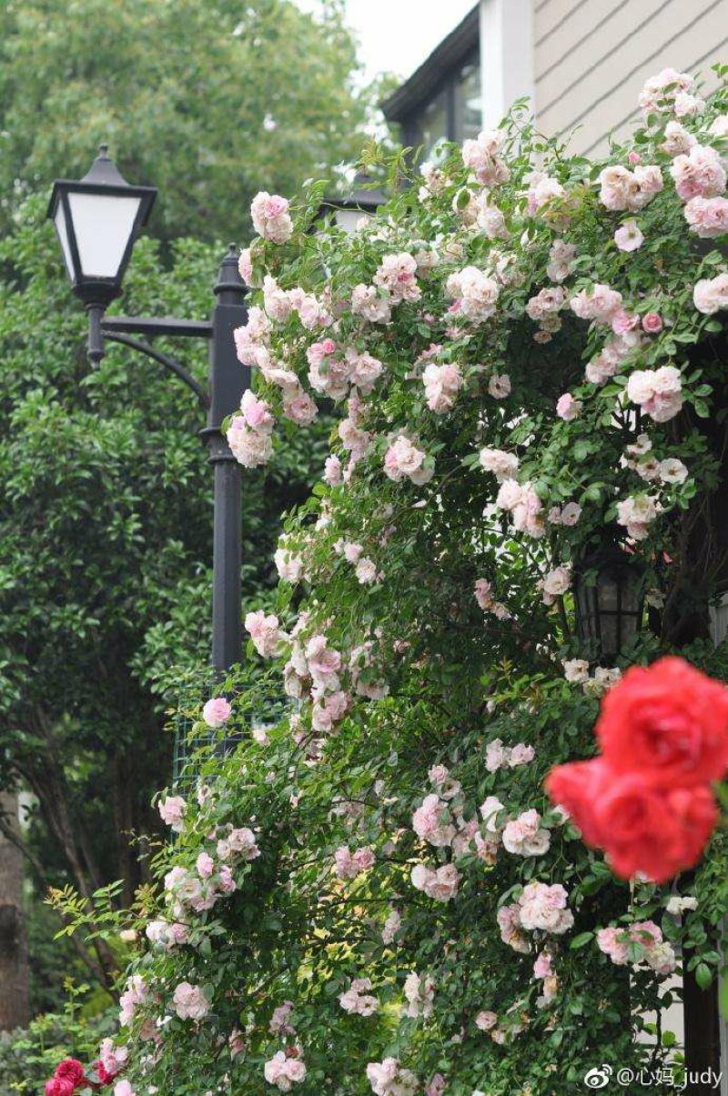 红木香花甜蜜红木香花苗爬藤植物浓香四季室内全年开花很香的
