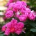 红木香花甜蜜红木香花苗爬藤植物浓香四季室内全年开花很香的