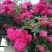 红木香花甜蜜红木香花苗爬藤植物浓香四季室内全年开花很香的