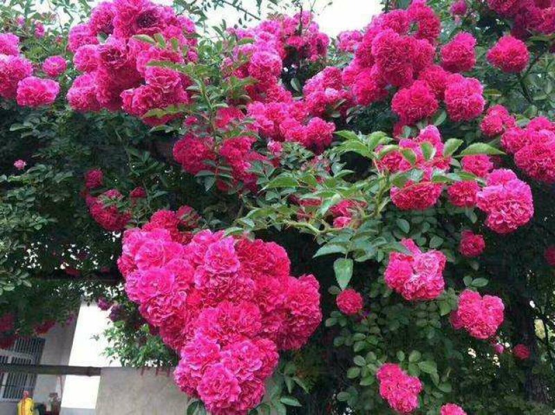红木香花甜蜜红木香花苗爬藤植物浓香四季室内全年开花很香的